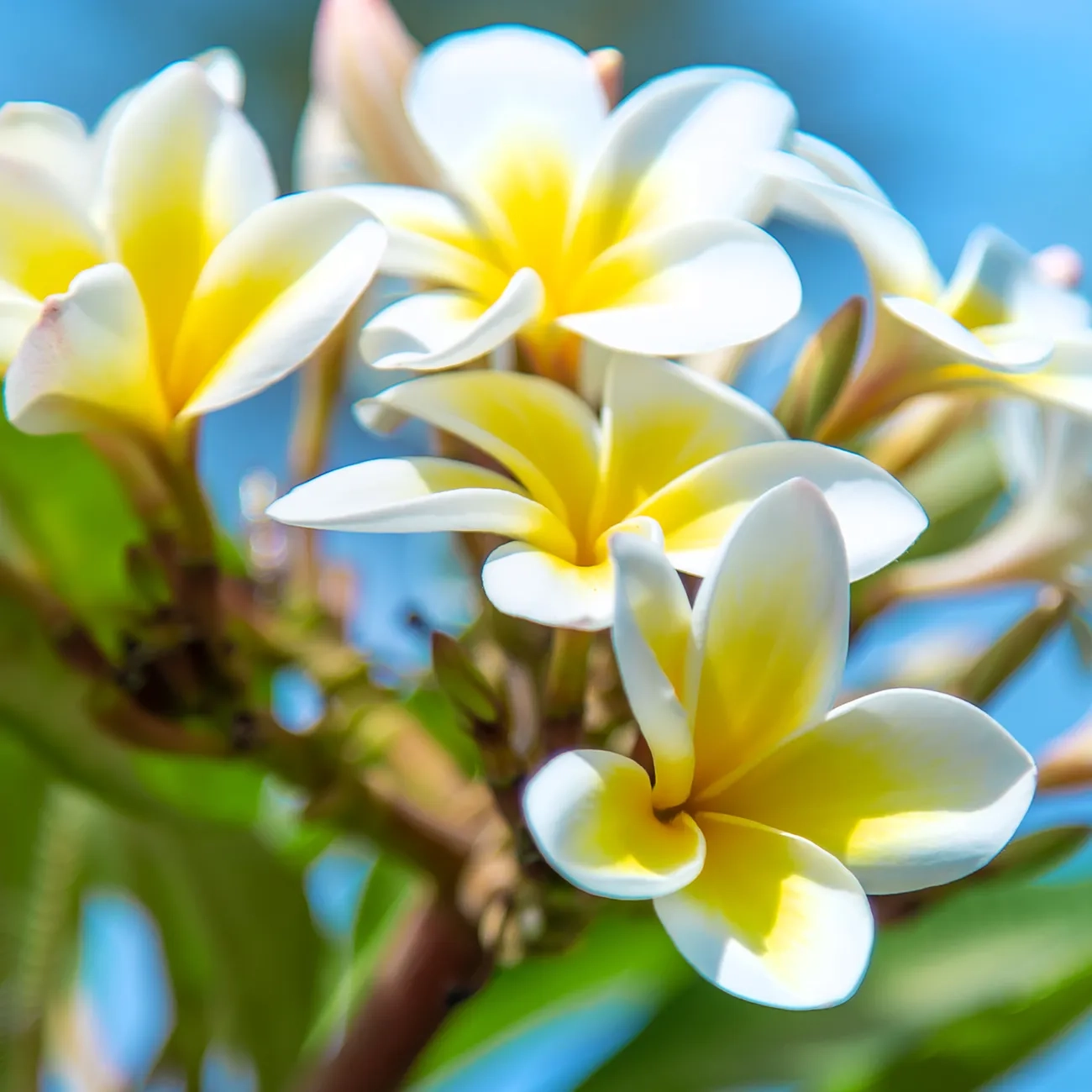 Candela In Cocco Che Diventa Pianta Fiore Di Tiaré Con Kit Semi - immagine 2