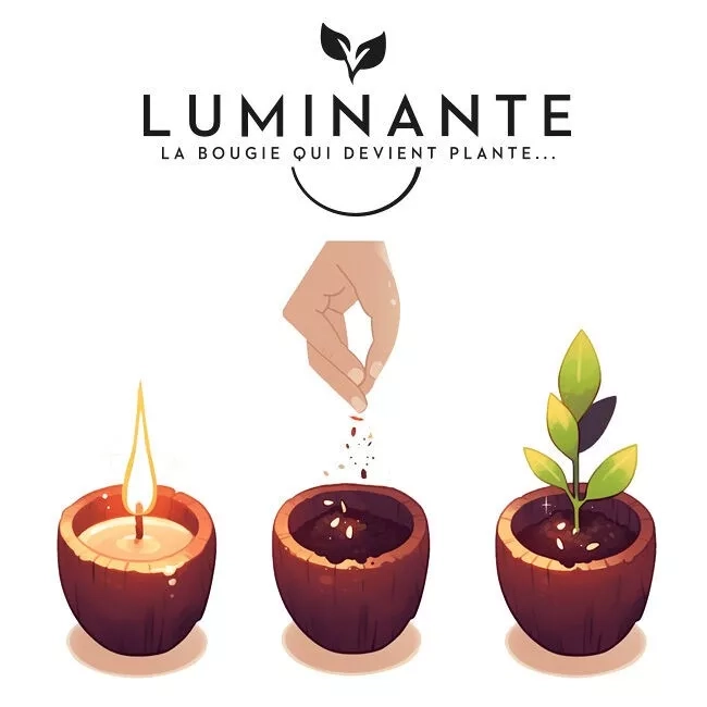 Candela che diventa pianta Fiore di Cotone - immagine 5