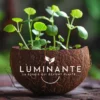 Candela Che Diventa Pianta Fiore Di Ciliegio In Cocco