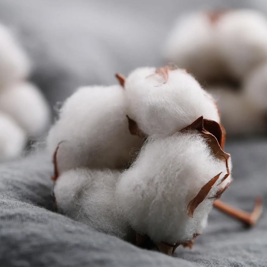 Candela che diventa pianta Fiore di Cotone - immagine 3